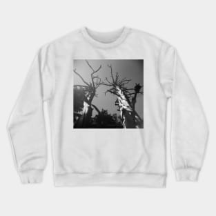 Glacier National Park Trees Crewneck Sweatshirt